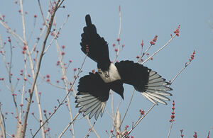 Eurasian Magpie