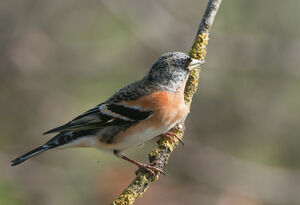 Brambling