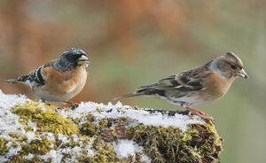 Brambling