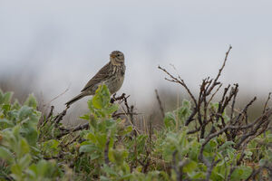 Meadow Pipit 
&copy; Fran�ois Granja