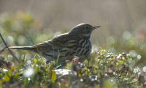 Meadow Pipit 
&copy; Fran�ois Granja