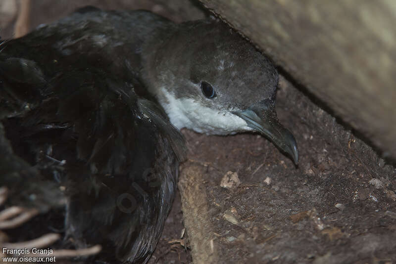 Tropical Shearwater, close-up portrait