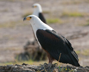 African Fish Eagle