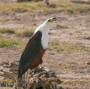 African Fish Eagle