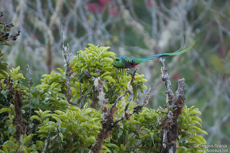 Resplendent Quetzal male adult, Flight