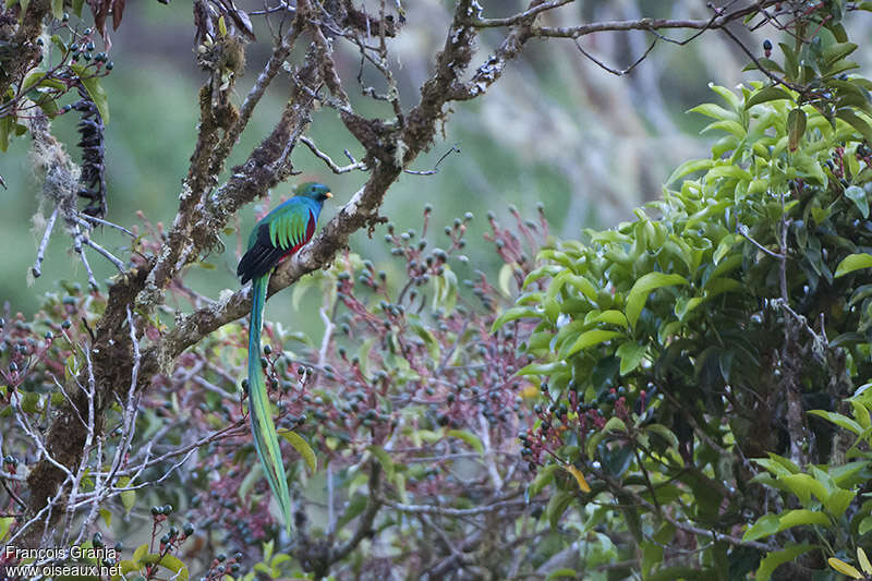 Resplendent Quetzal male adult, habitat