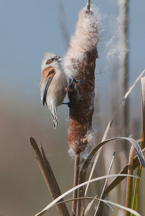 R�miz penduline