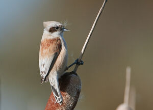 R�miz penduline