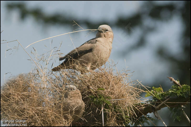 Grey-capped Social Weaveradult, Reproduction-nesting