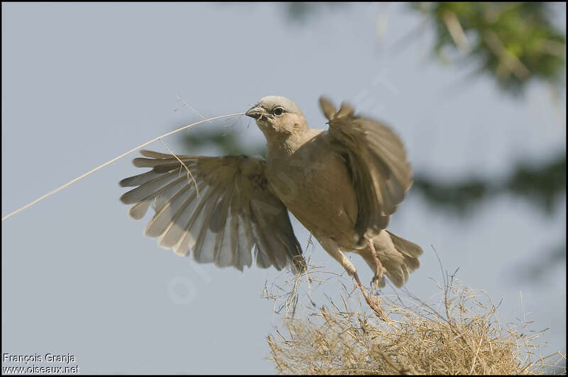 Grey-capped Social Weaveradult, Flight, Reproduction-nesting