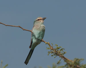 Abyssinian Roller