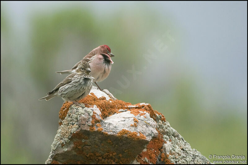 Cassin's Finch adult