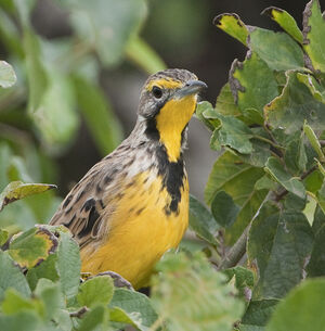 Sentinelle � gorge jaune