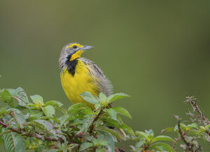 Sentinelle � gorge jaune