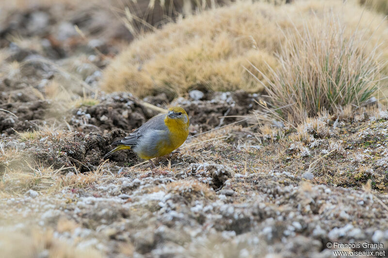 Bright-rumped Yellow Finch male