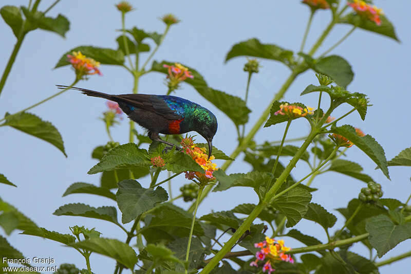 Red-chested Sunbird male adult breeding, eats