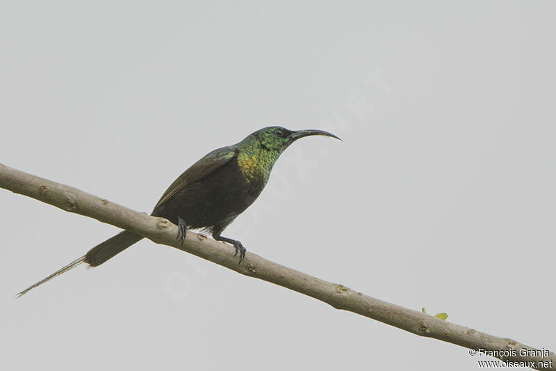 Bronzy Sunbird male adult, identification