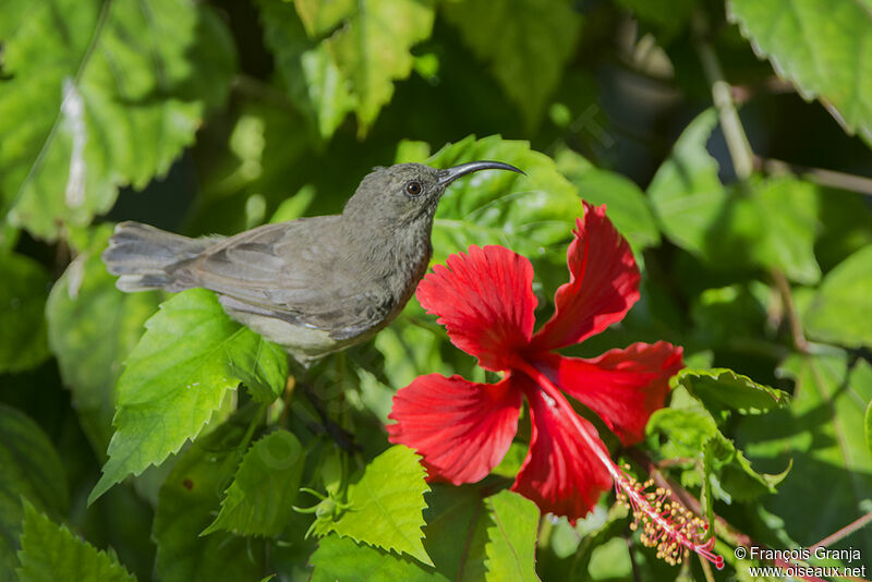 Seychelles Sunbird female adult
