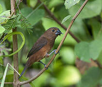 Thick-billed Seed Finch