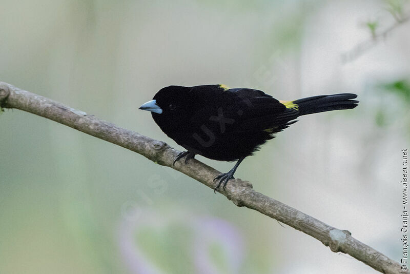 Lemon-rumped Tanager male