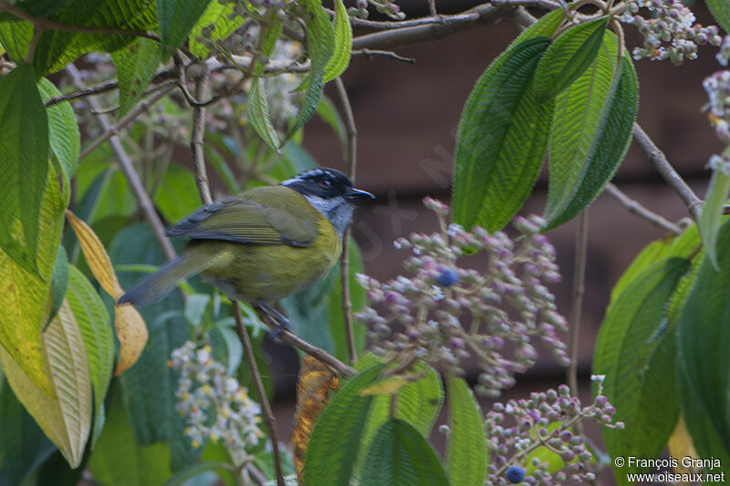 Sooty-capped Chlorospingusadult