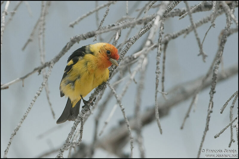 Western Tanager male adult
