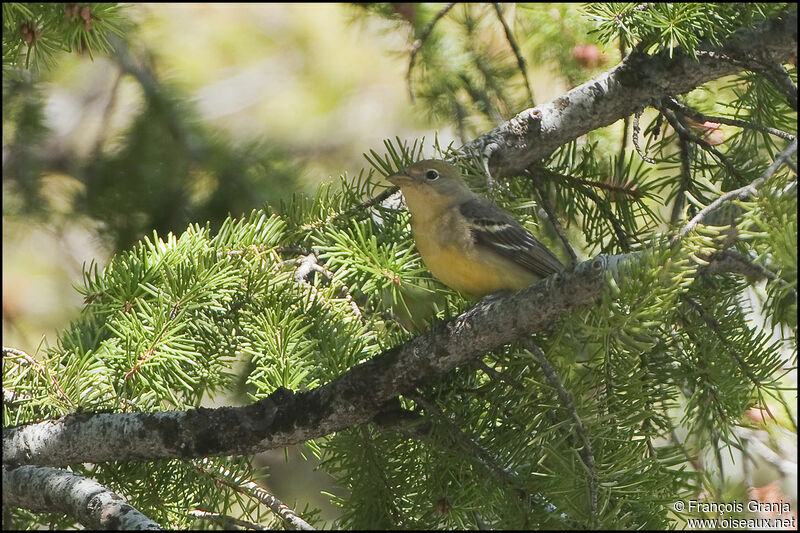Western Tanager female adult