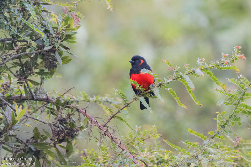 Scarlet-bellied Mountain Tanager male adult, habitat, pigmentation
