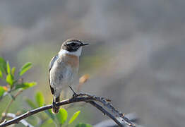 Canary Islands Stonechat