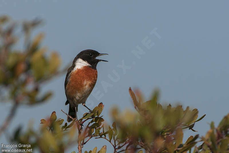European Stonechat male adult, song