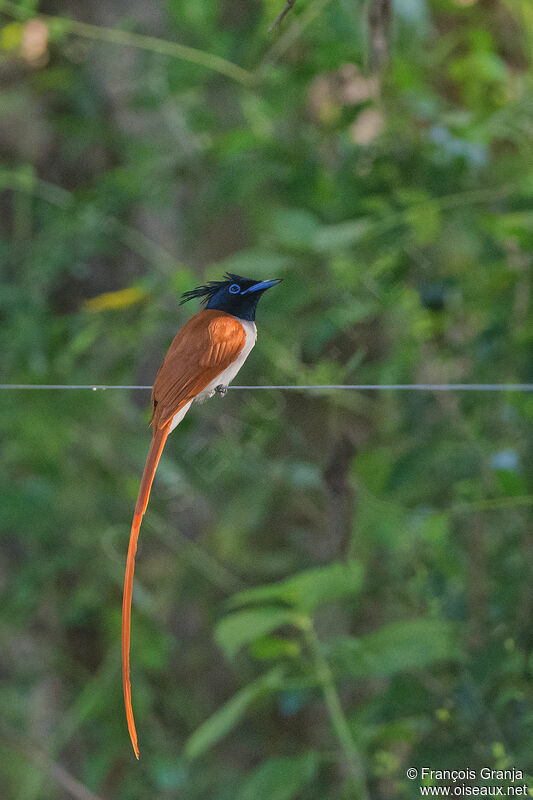 Indian Paradise Flycatcher male