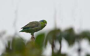 Pacific Parrotlet