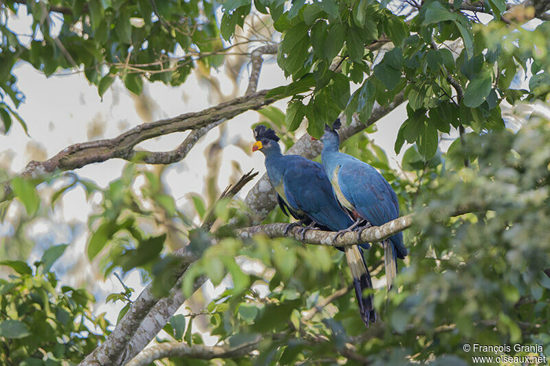 Great Blue Turaco adult