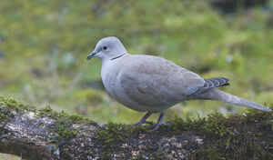 Eurasian Collared Dove 
&copy; Fran�ois Granja
