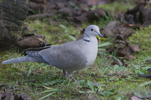 Eurasian Collared Dove 
&copy; Fran�ois Granja