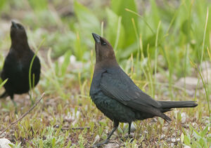 Brown-headed Cowbird