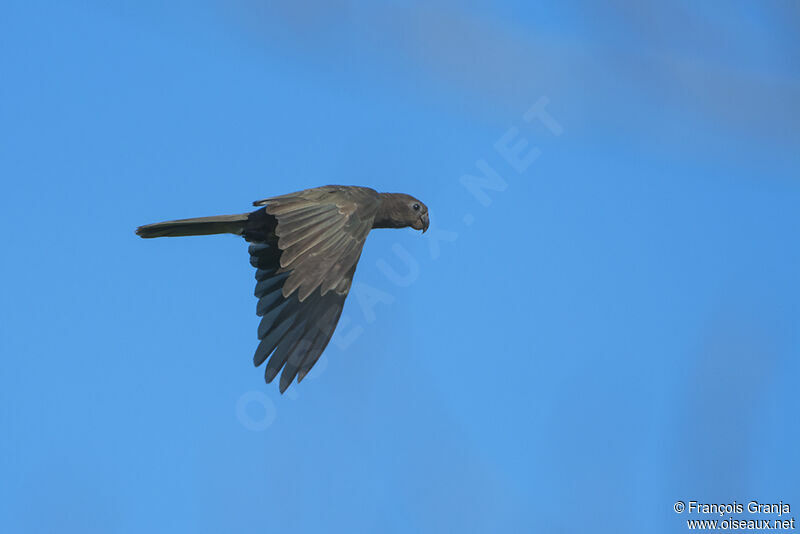 Seychelles Black Parrotadult, Flight