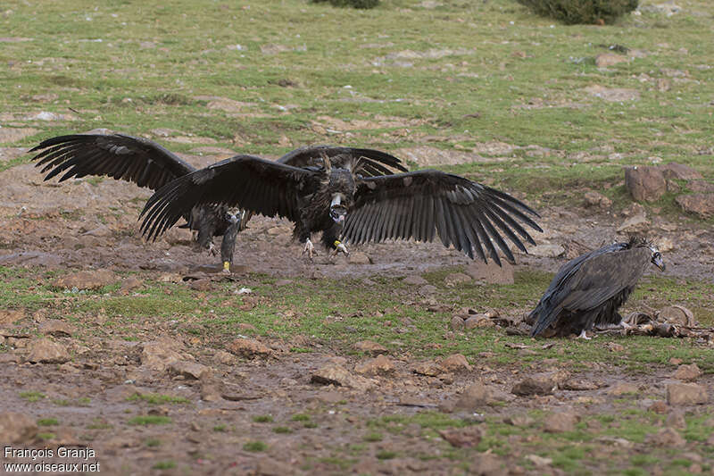 Cinereous Vultureimmature, Behaviour
