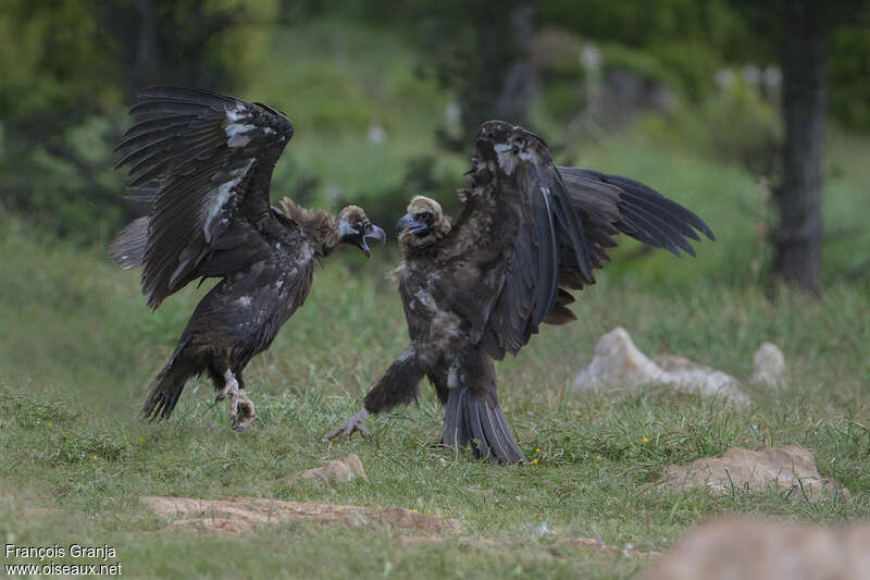 Cinereous Vulture, Behaviour