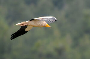 Egyptian Vulture