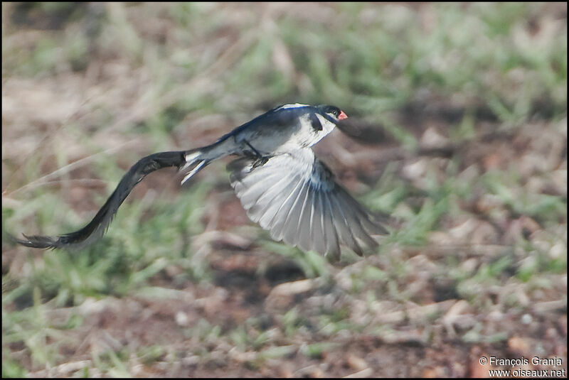 Pin-tailed Whydah, Flight