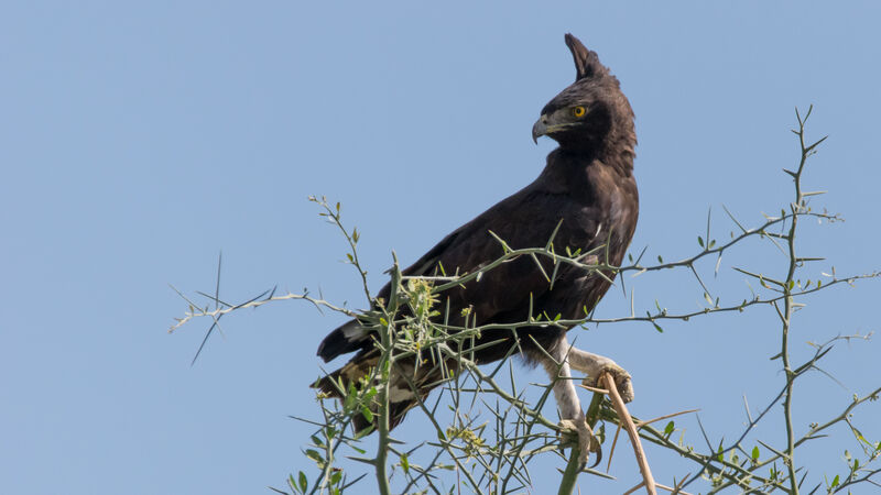 Long-crested Eagle male adult, identification