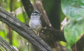 Guianan Warbling Antbird