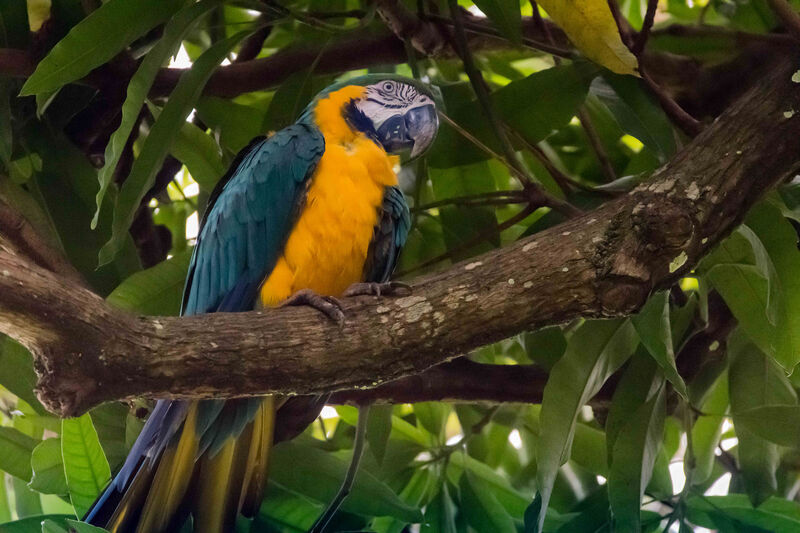 Blue-and-yellow Macawadult, identification