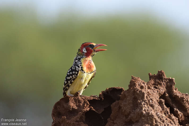 Red-and-yellow Barbetadult, Behaviour