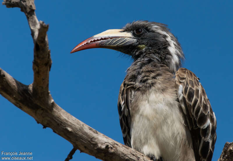 African Grey Hornbill female adult, close-up portrait
