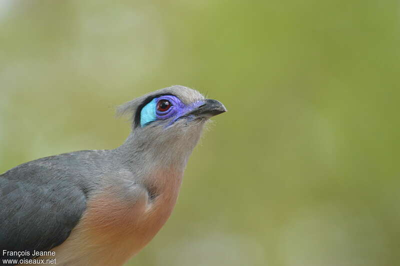 Crested Couaadult, close-up portrait