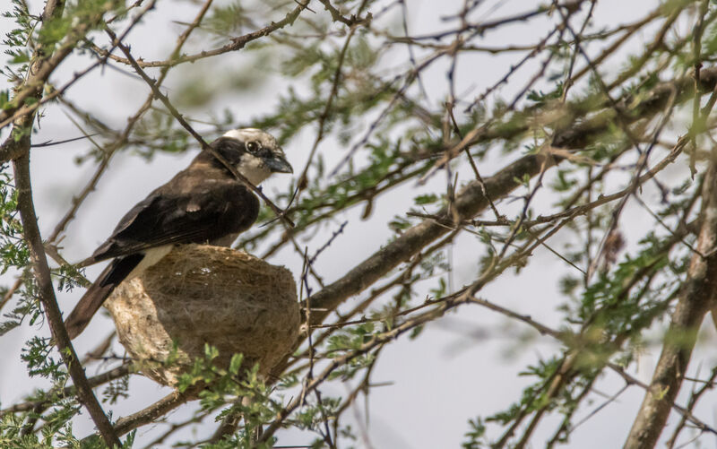 Northern White-crowned Shrike, Reproduction-nesting