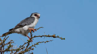 Pygmy Falcon