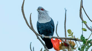 Comoro Blue Pigeon